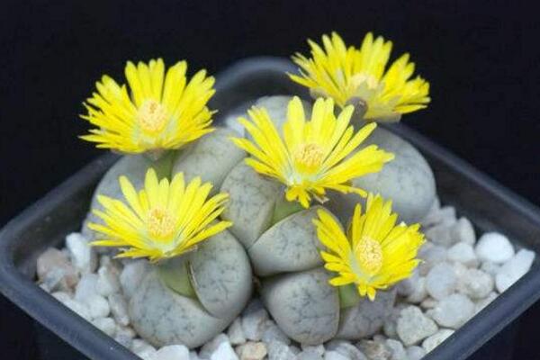 生石花繁殖方法，主要通過播種和分株兩種方法進(jìn)行