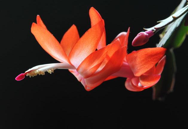 蟹爪蘭四季養(yǎng)護(hù)要點(diǎn)，冬天最為關(guān)鍵