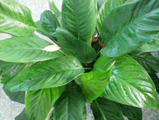 一帆風(fēng)順花的擺放禁忌，忌光線太強(qiáng)與溫度極低處
