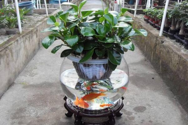 碧玉花能水養(yǎng)嗎，可以水養(yǎng)并且方法簡(jiǎn)單