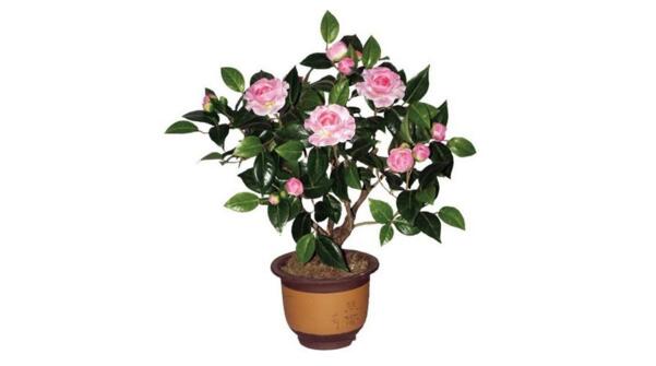 盆栽茶花注重養(yǎng)根