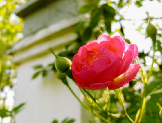 野薔薇花語是什么，野薔薇花語代表著浪漫的愛情