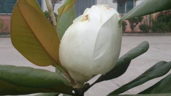 橡皮樹的花語是什么，橡皮樹開花的寓意