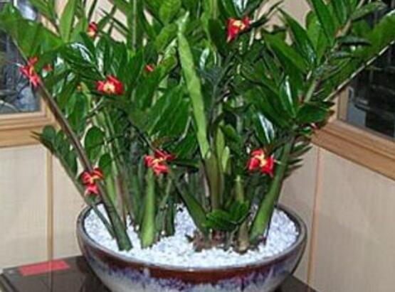 金錢樹開花后怎么處理，，老農(nóng)總結(jié)出四種處理辦法
