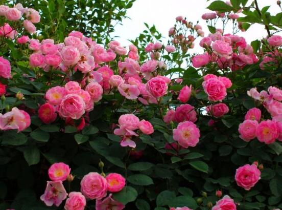 薔薇花的種植方法，盤點(diǎn)薔薇花七大種植方法