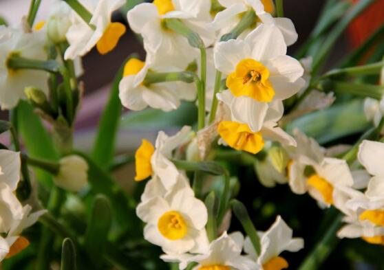 水仙花葉子發(fā)黃怎么辦，水仙花葉子發(fā)黃解決辦法