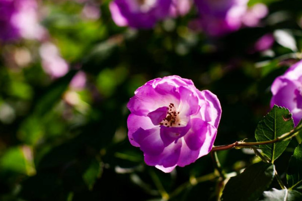 薔薇的花語(yǔ)
