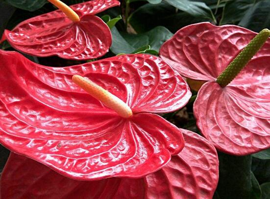 紅掌什么時候開花，一年四季均可開花