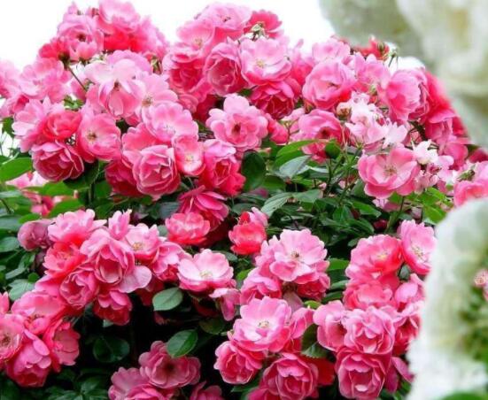薔薇花怎么不開花，教你三種原因以及解決方法