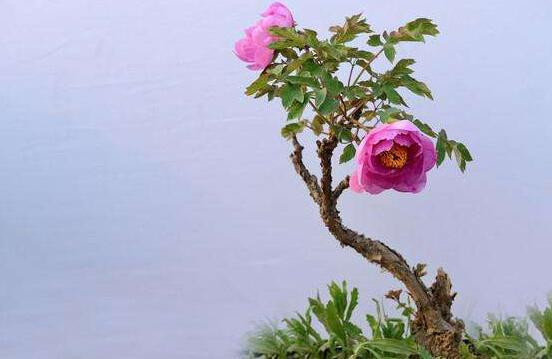 牡丹花怎么施肥，牡丹花施肥方法