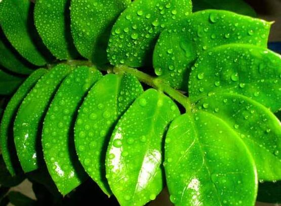 金錢樹開花后怎么處理，，老農(nóng)總結(jié)出四種處理辦法