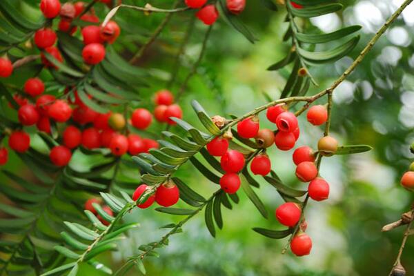 家里養(yǎng)紅豆杉吉利嗎，代表健康、長(zhǎng)壽和不朽