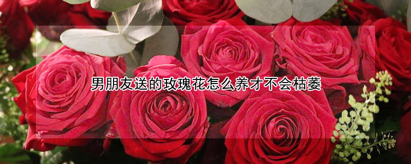 男朋友送的玫瑰花怎么養(yǎng)才不會枯萎