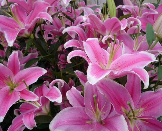 百合花花語，代表著純潔、熱烈的愛、永遠(yuǎn)的幸福