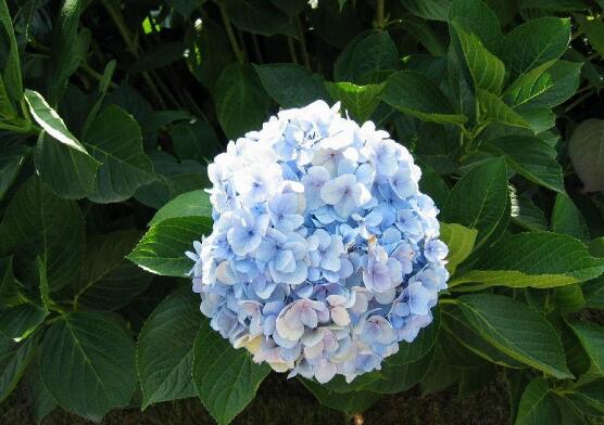 繡球花的花語和寓意，忠貞永恒、浪漫圓滿