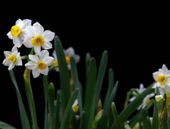 水仙花水培養(yǎng)殖方法，教你三種簡單可行的方法
