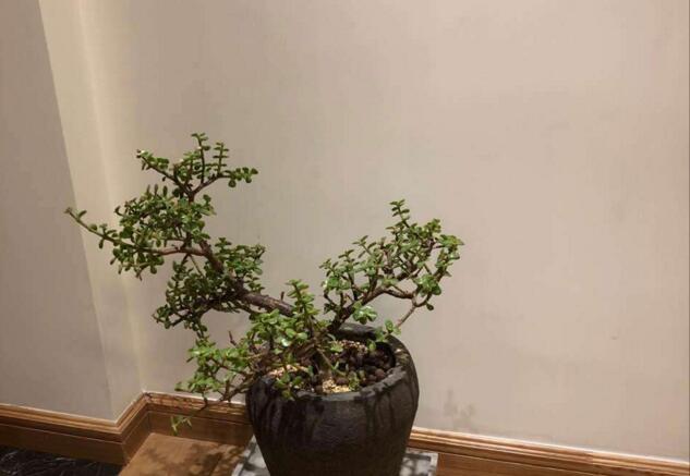 雅樂之舞的寓意，翩翩起舞的優(yōu)美姿態(tài)