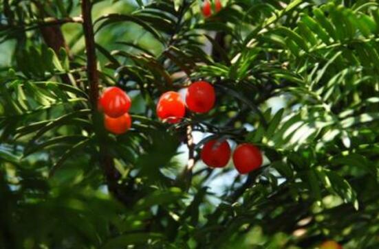 紅豆杉用什么土栽培好，疏松透氣、保水保肥