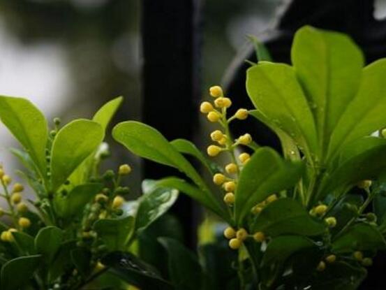 米蘭花怎么養(yǎng)，八個(gè)好方法教你養(yǎng)殖好