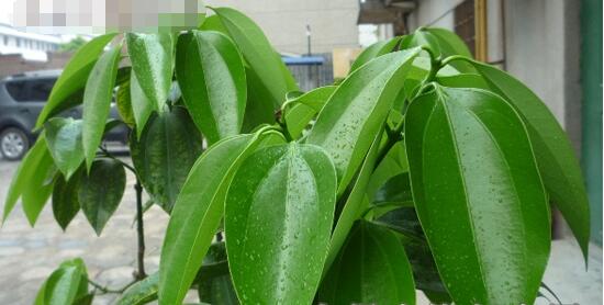 平安樹圖片，平安樹開花圖片