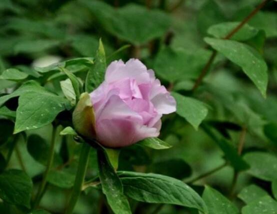 牡丹花有毒嗎，牡丹花可以在室內(nèi)養(yǎng)嗎