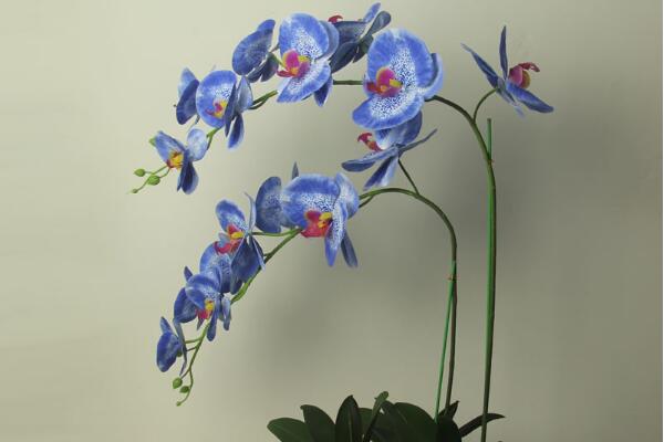 盆栽蝴蝶蘭怎么養(yǎng)，簡(jiǎn)單五步教你養(yǎng)活