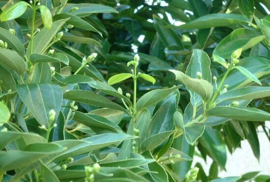平安樹圖片，平安樹開花圖片