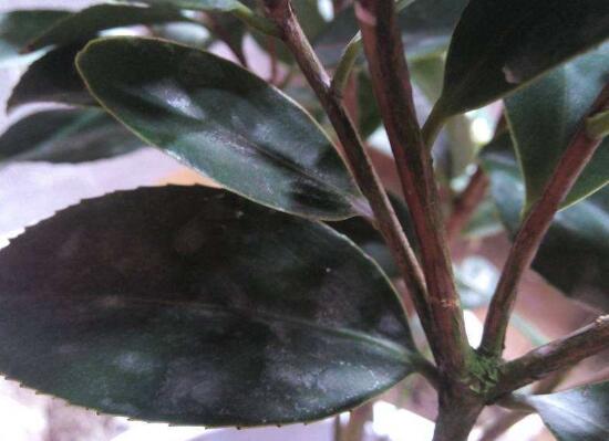 茶花葉子長黑斑是怎么回事，茶花葉子長黑斑怎么辦