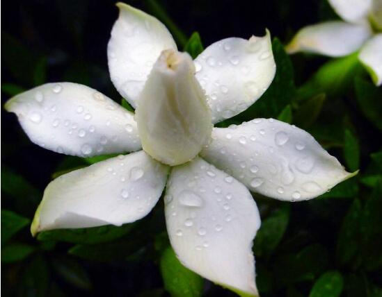 梔子花怎么養(yǎng)，梔子花養(yǎng)殖方法
