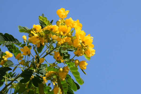 黃槐決明花語(yǔ)寓意