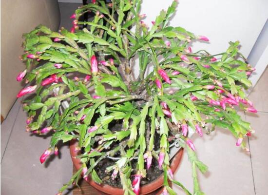 蟹爪蘭不開花的原因，蟹爪蘭怎么修剪開花多