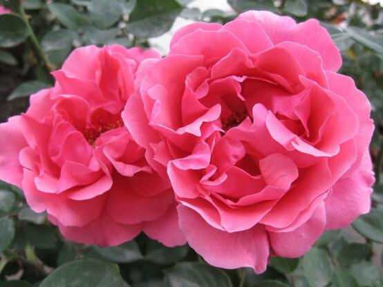 月季花冬季怎么施肥，三個(gè)簡(jiǎn)單方法便可安然過(guò)冬