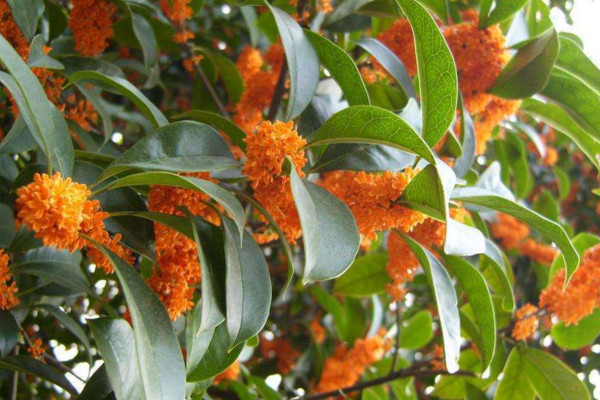 桂花樹怎么養(yǎng)才長得好，每天要保證6~8小時光照