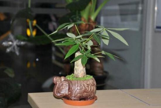 怎樣栽培發(fā)財(cái)樹，發(fā)財(cái)樹怎么種植方法