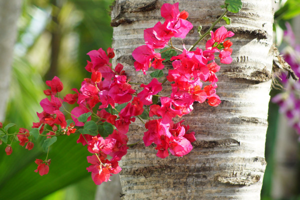 三角梅發(fā)芽時(shí)間