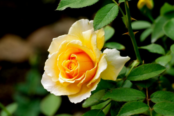玫瑰花的花語(yǔ)大全