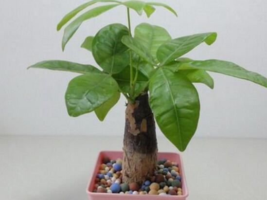 養(yǎng)發(fā)財(cái)樹(shù)有什么好處，發(fā)財(cái)樹(shù)的功效與作用