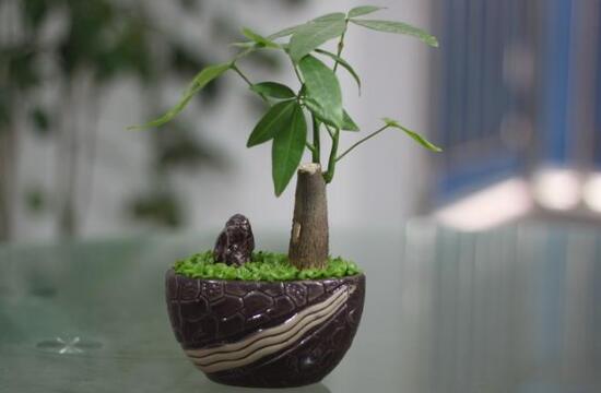 小發(fā)財樹為什么要砍頭，發(fā)財樹鋸掉后如何發(fā)芽