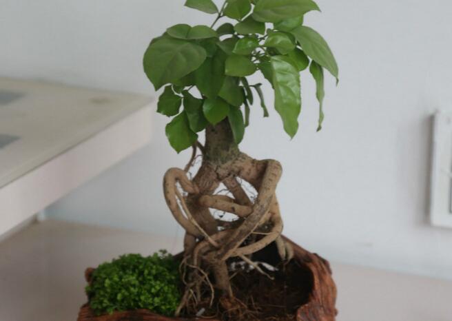 幸福樹多久澆一次水(高溫一天2-3次)，夏天勤澆水冬天少澆水