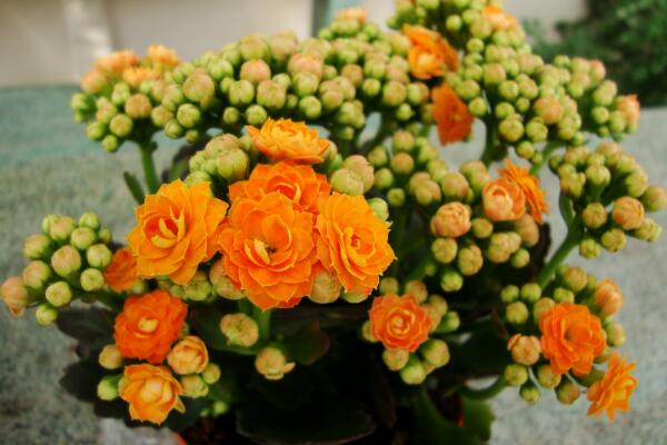 長壽花怎么移栽，長壽花移栽注意事項