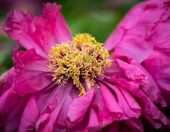 牡丹花什么時候開，牡丹花在每年5月開花(一年開一次)