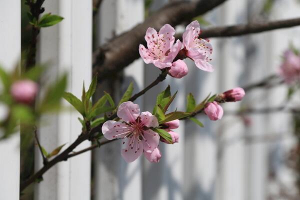 櫻花樹怎么養(yǎng)，5步即可養(yǎng)好櫻花樹