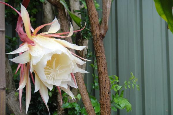 曇花對(duì)室內(nèi)家居的影響，觀賞以及凈化最突出