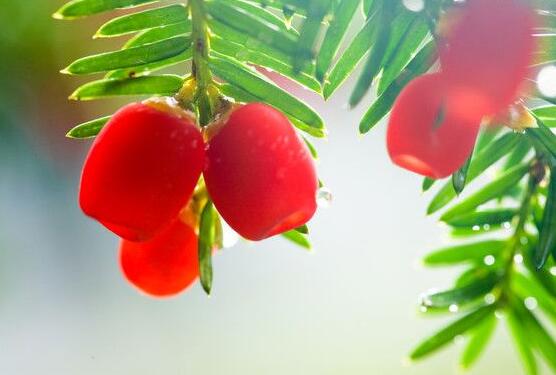 紅豆杉能在室內(nèi)養(yǎng)嗎，美化家居環(huán)境、凈化空氣