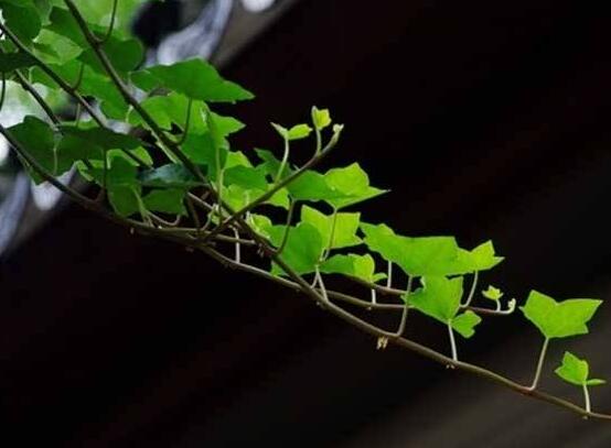 常青藤多久澆一次水，見干見濕原則保持盆土濕潤(rùn)