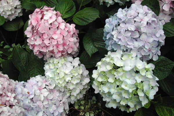 瓊花和繡球花的區(qū)別，最大的區(qū)別就是科屬不同