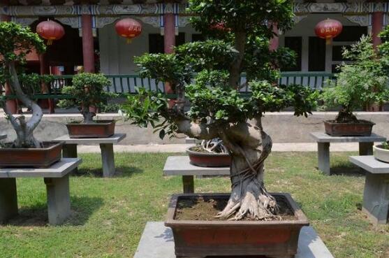 榕樹(shù)繁殖方法大全，教你四大繁殖方法(扦插/壓條/播種/嫁接)