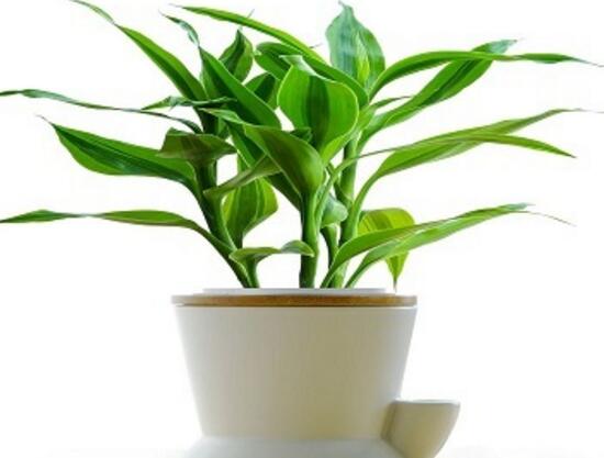 富貴竹可以土養(yǎng)嗎，富貴竹怎么土養(yǎng)