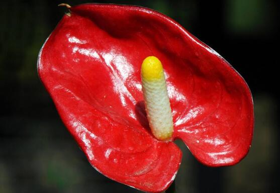 紅掌有毒嗎，紅掌適合在室內(nèi)養(yǎng)嗎