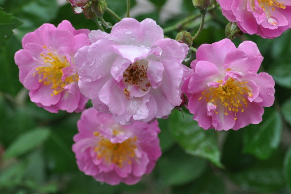薔薇花能在室內(nèi)陽臺(tái)養(yǎng)嗎